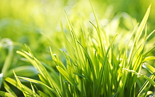 shallow focus of green grass HD wallpaper